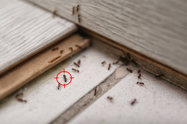 Best Best Pest Control Companies  in Madrid, IA