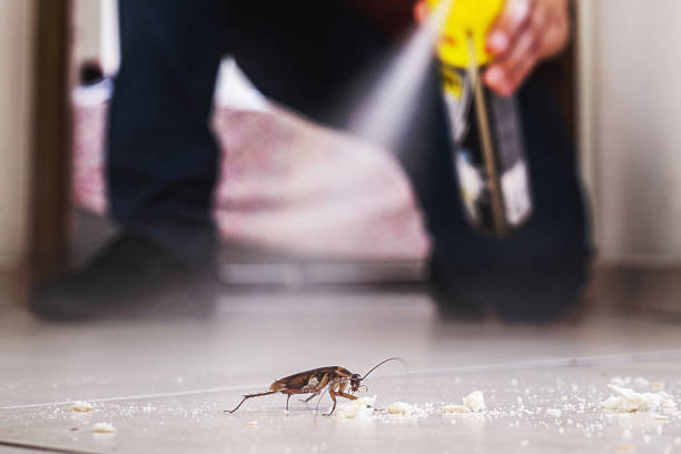 Best Pest Prevention Services  in Madrid, IA